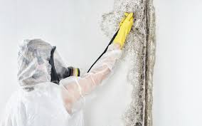 Best Forensic Mold Investigation  in Pomona, KS